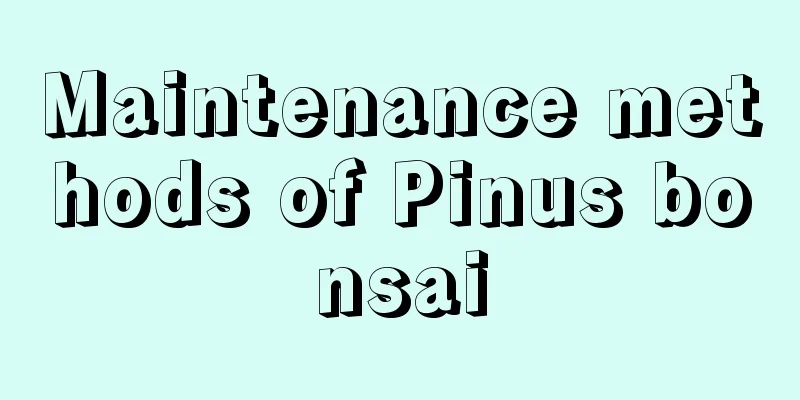 Maintenance methods of Pinus bonsai