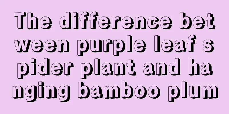 The difference between purple leaf spider plant and hanging bamboo plum