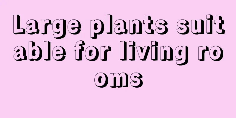 Large plants suitable for living rooms