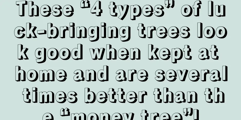 These “4 types” of luck-bringing trees look good when kept at home and are several times better than the “money tree”!