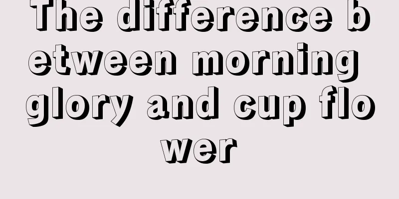 The difference between morning glory and cup flower