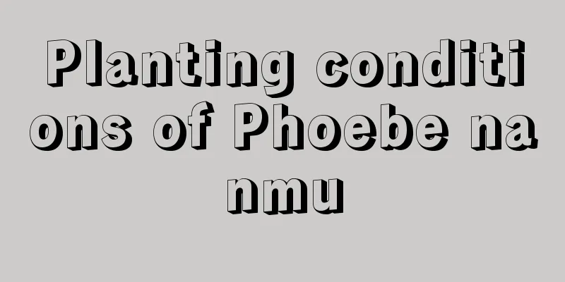 Planting conditions of Phoebe nanmu