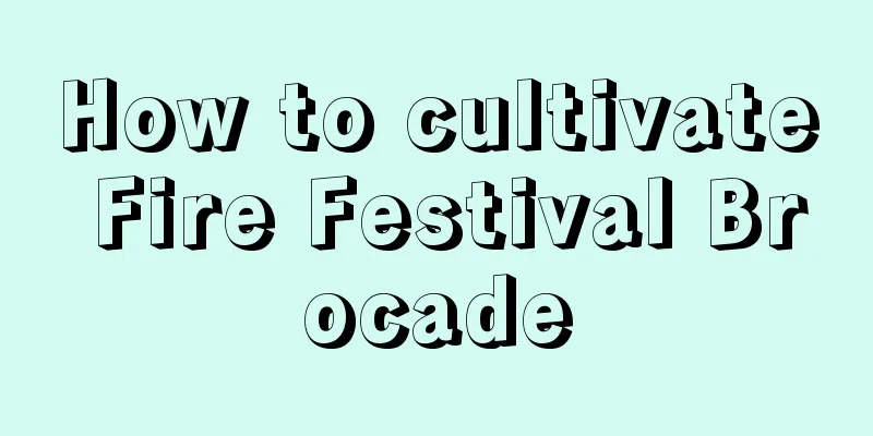 How to cultivate Fire Festival Brocade