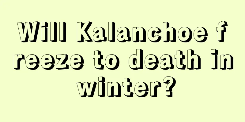 Will Kalanchoe freeze to death in winter?