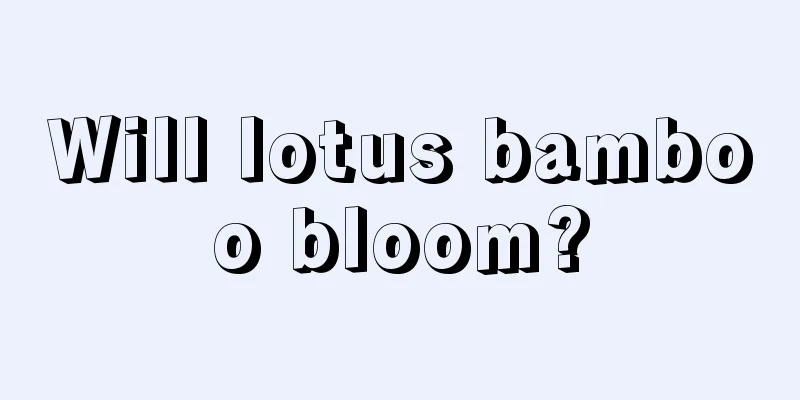 Will lotus bamboo bloom?