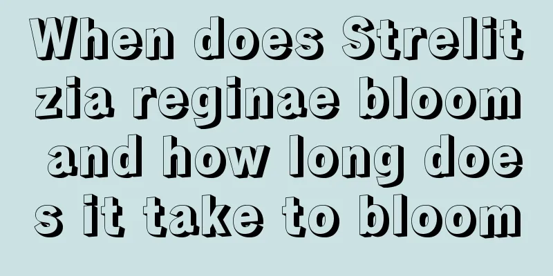 When does Strelitzia reginae bloom and how long does it take to bloom