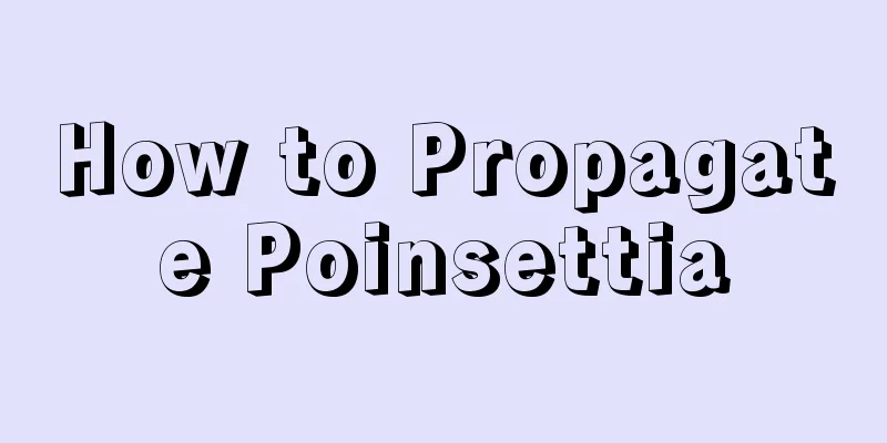 How to Propagate Poinsettia