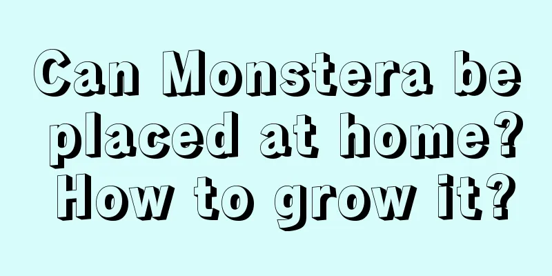 Can Monstera be placed at home? How to grow it?