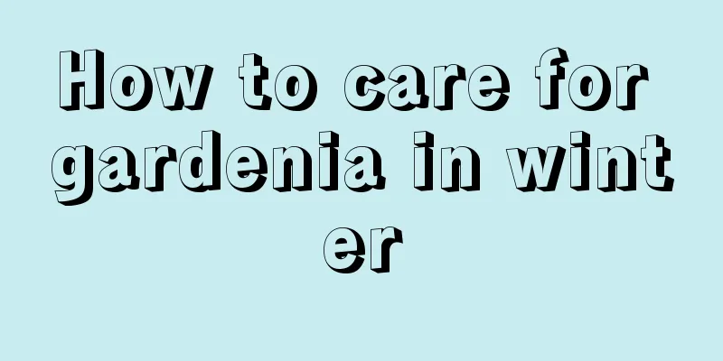 How to care for gardenia in winter