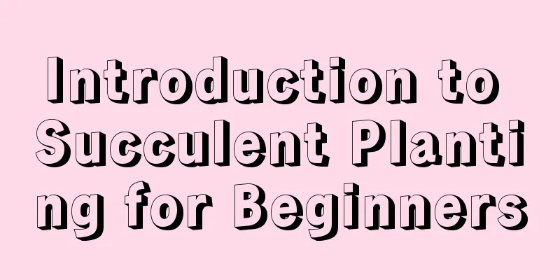 Introduction to Succulent Planting for Beginners