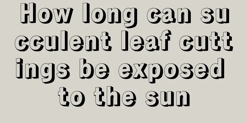 How long can succulent leaf cuttings be exposed to the sun