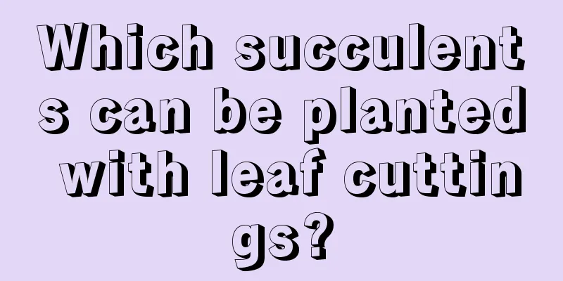 Which succulents can be planted with leaf cuttings?