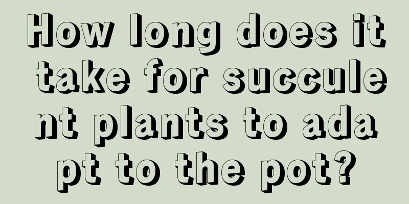 How long does it take for succulent plants to adapt to the pot?