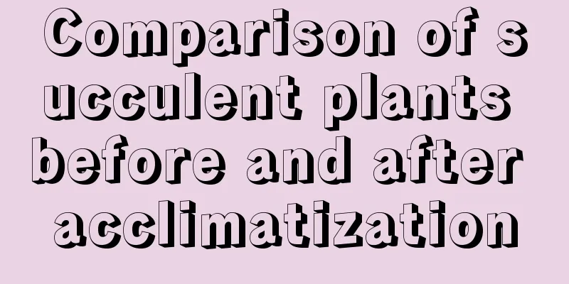 Comparison of succulent plants before and after acclimatization