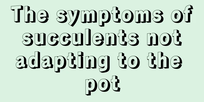 The symptoms of succulents not adapting to the pot