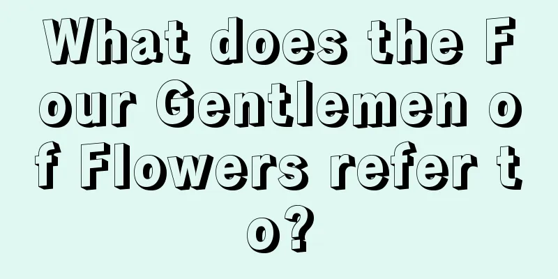 What does the Four Gentlemen of Flowers refer to?