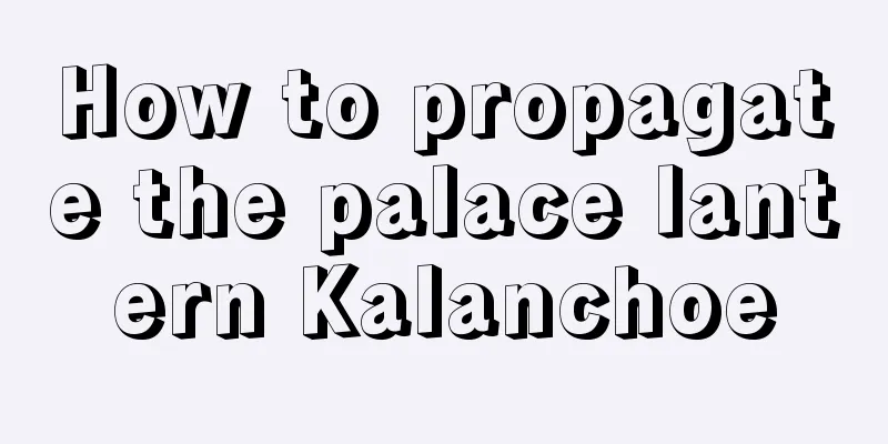 How to propagate the palace lantern Kalanchoe