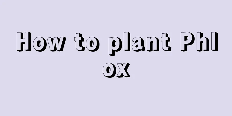 How to plant Phlox