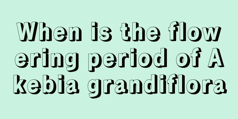 When is the flowering period of Akebia grandiflora