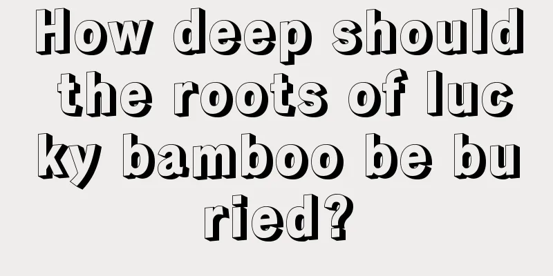 How deep should the roots of lucky bamboo be buried?