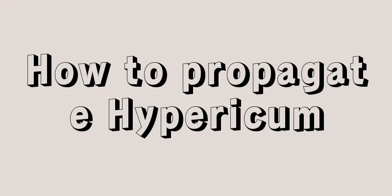 How to propagate Hypericum