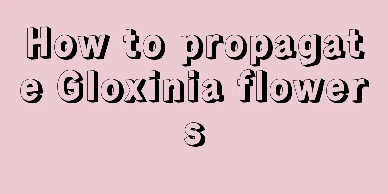 How to propagate Gloxinia flowers