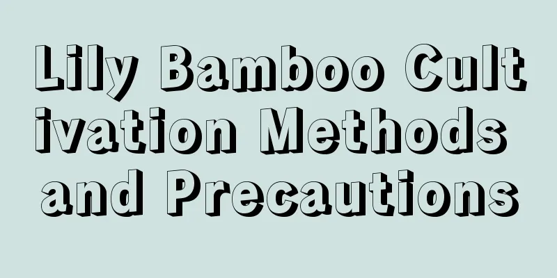 Lily Bamboo Cultivation Methods and Precautions