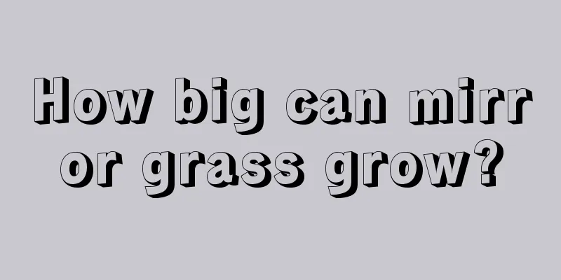 How big can mirror grass grow?