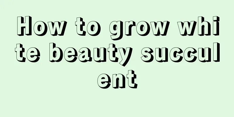 How to grow white beauty succulent