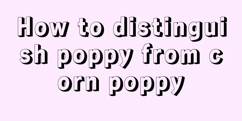 How to distinguish poppy from corn poppy