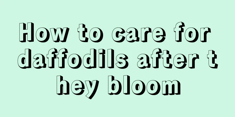 How to care for daffodils after they bloom