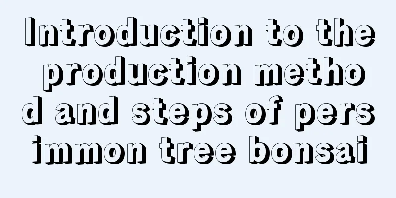 Introduction to the production method and steps of persimmon tree bonsai