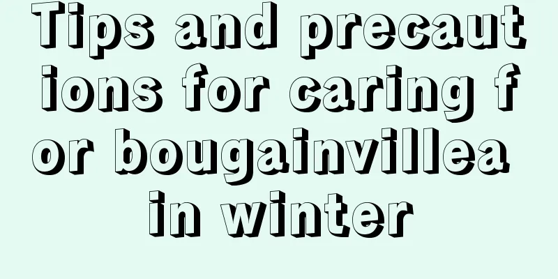 Tips and precautions for caring for bougainvillea in winter