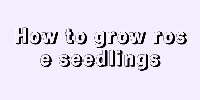 How to grow rose seedlings