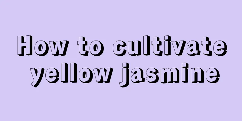 How to cultivate yellow jasmine