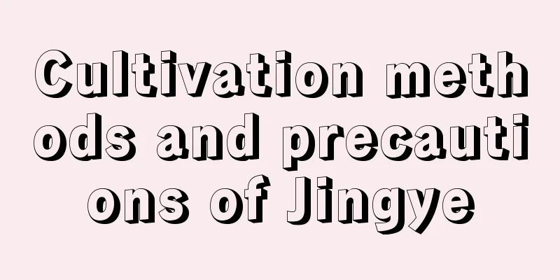 Cultivation methods and precautions of Jingye