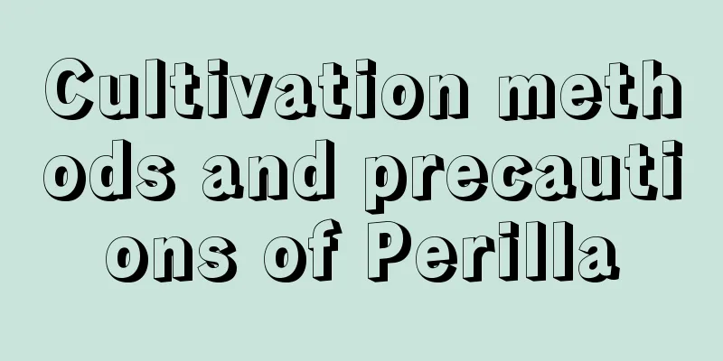 Cultivation methods and precautions of Perilla