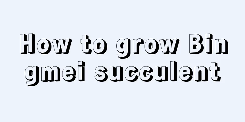 How to grow Bingmei succulent