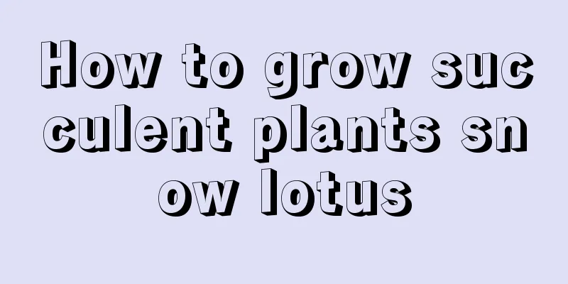 How to grow succulent plants snow lotus