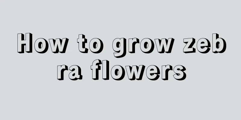 How to grow zebra flowers