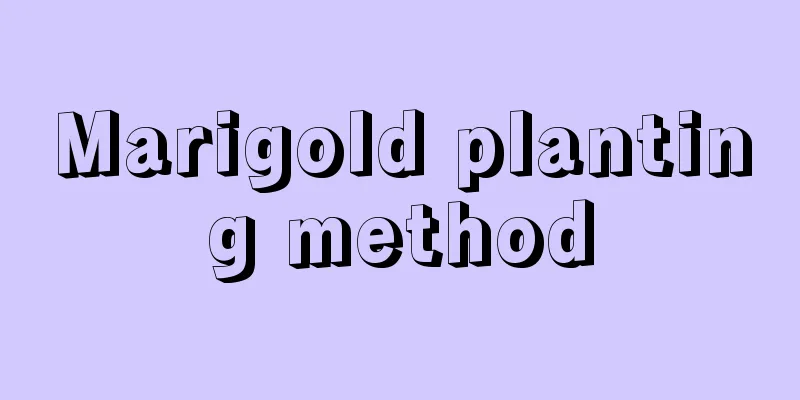 Marigold planting method