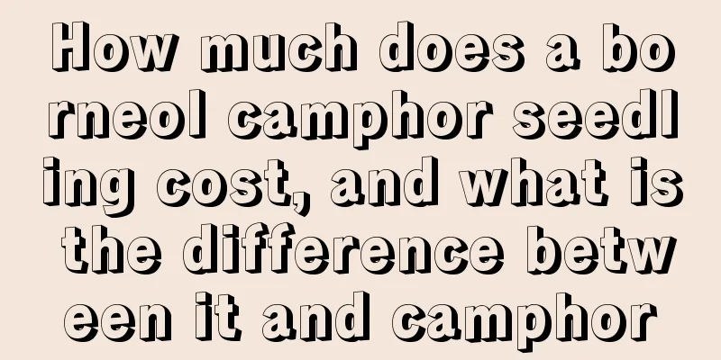 How much does a borneol camphor seedling cost, and what is the difference between it and camphor