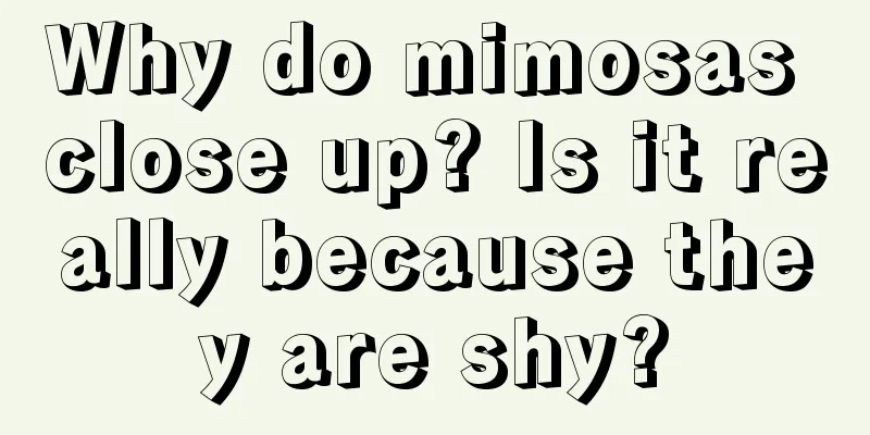 Why do mimosas close up? Is it really because they are shy?