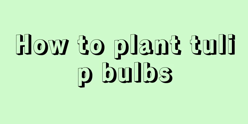 How to plant tulip bulbs