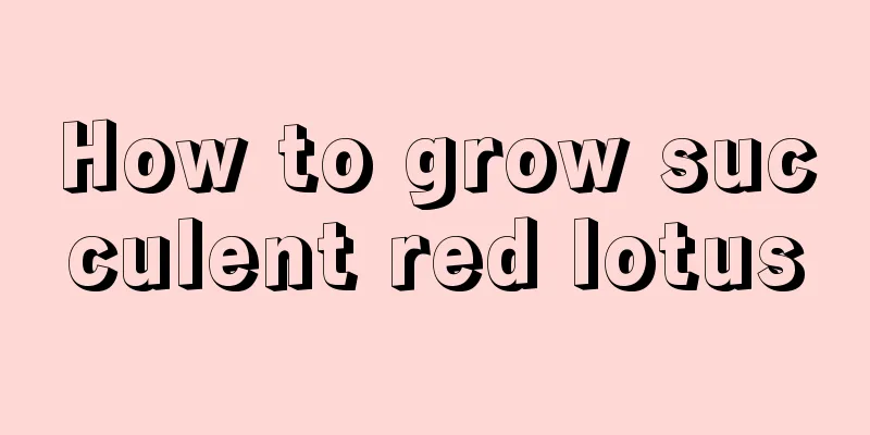 How to grow succulent red lotus