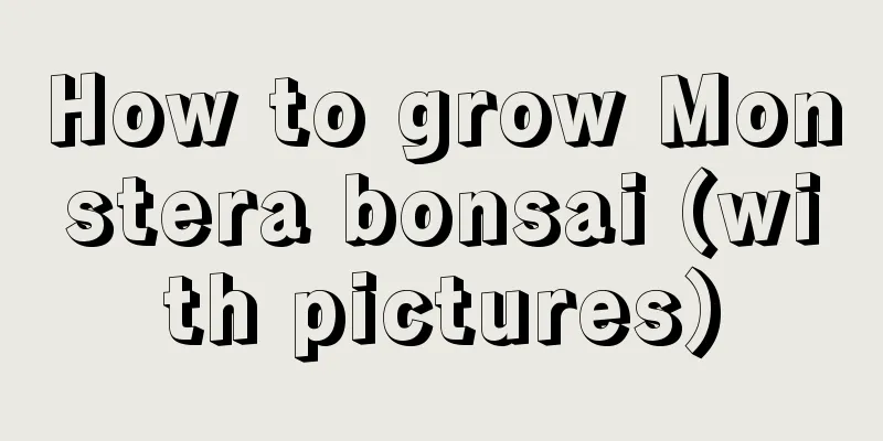 How to grow Monstera bonsai (with pictures)