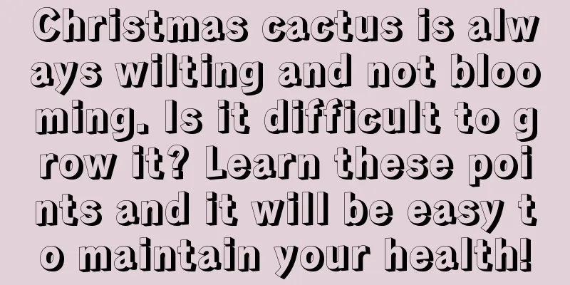 Christmas cactus is always wilting and not blooming. Is it difficult to grow it? Learn these points and it will be easy to maintain your health!