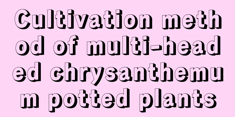 Cultivation method of multi-headed chrysanthemum potted plants