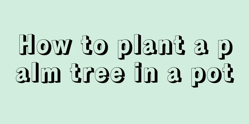 How to plant a palm tree in a pot