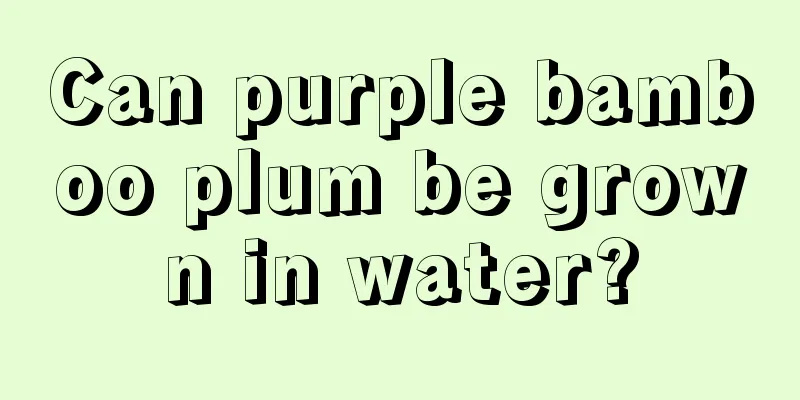 Can purple bamboo plum be grown in water?